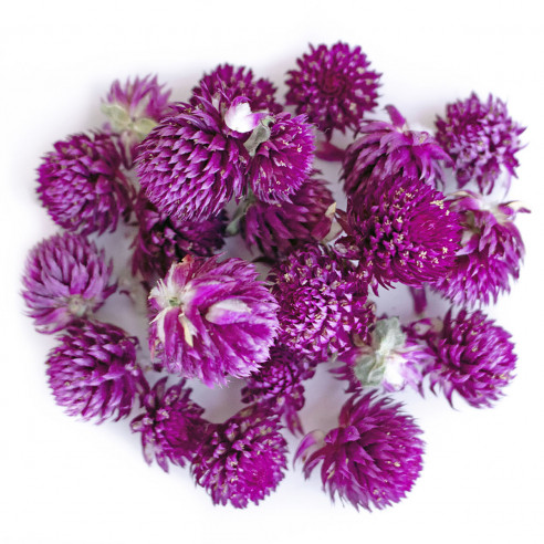 Flor de  Perpétua-roxa Biológica  Flor de  Perpétua-roxa Biológica
